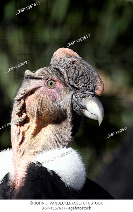 Close-up of the head of a male Andean Condor, Vultur gryphus, Bergen County Zoo, Paramus, New Jersey, USA