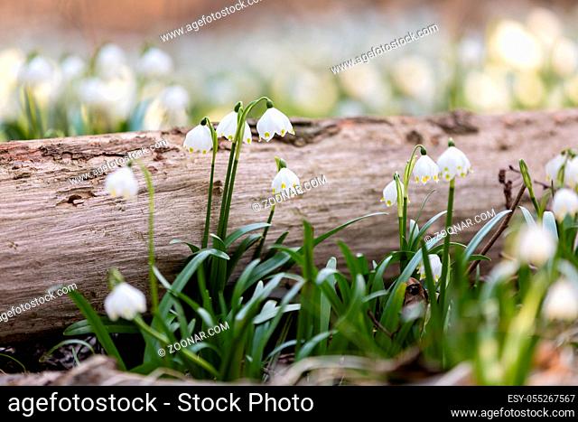 Lots of white spring-flowering flowers of spring snowflake (Leucojum vernum) in springtime forest. Jechovec, Czech Republic