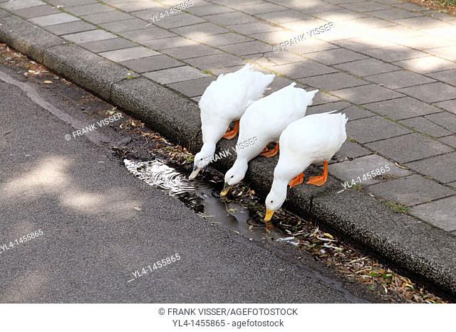 Ducks drinking water from the gutter