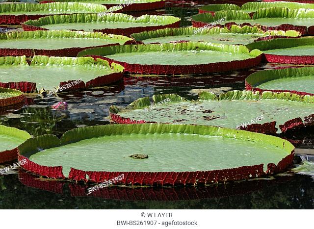 giant water lily, Amazon water lily Victoria amazonica, Victoria regia, floating leaves