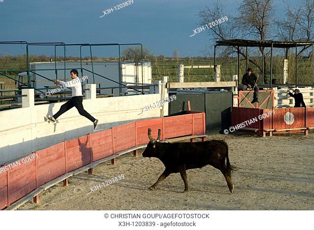 'course camarguaise', traditional bull race played in Camargue, Bouches du Rhone department, Provence, Southeasthern of France, Europe