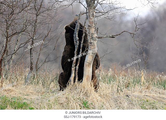 Kamtchatka Brown Bear (Ursus arctos beringianus), Marking behavior of a bear: He rubs his withers on the trunk of a tree to inform others of his presence
