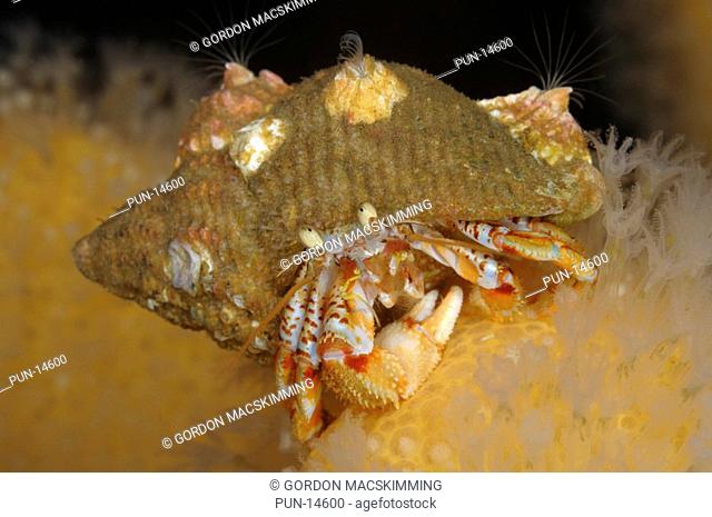 Common hermit crabs Pagurus bernhardus can be found on every UK shoreline with a range that takes in rock pools as well as deeper water further offshore As with...