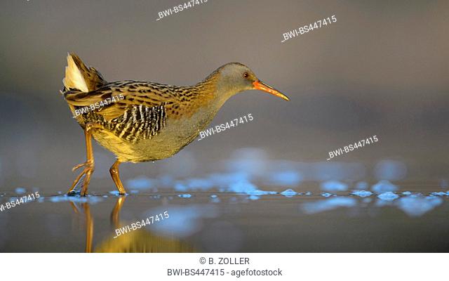 water rail (Rallus aquaticus), searching food in shallow water, side view, Hungary, Kiskunsag National Park