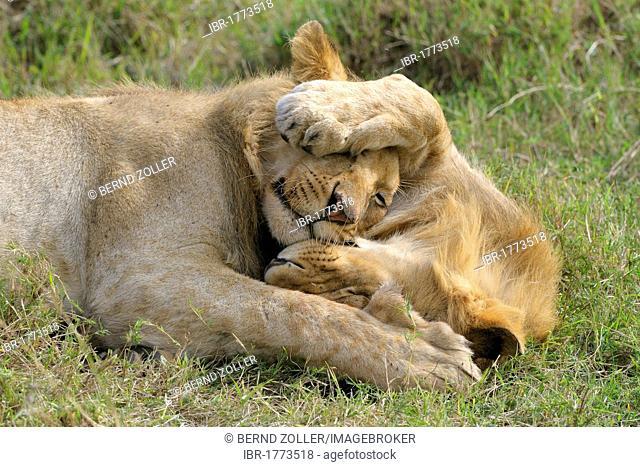 Lions (Panthera leo), playing, cuddling siblings, Masai Mara National Reserve, Kenya, Africa