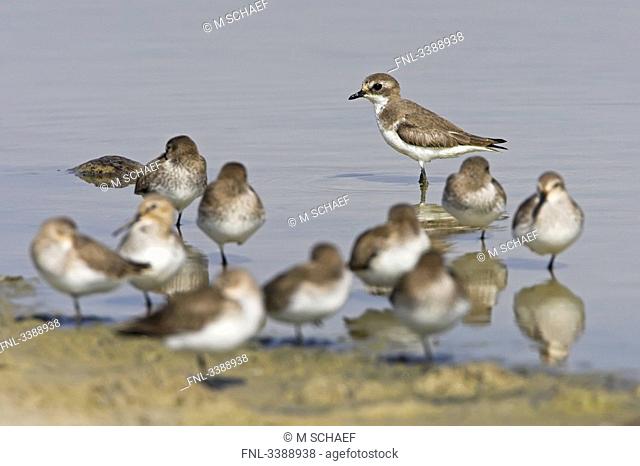 Ringed Plovers Charadrius hiaticula and Dunlins Calidris alpina on the waterfront