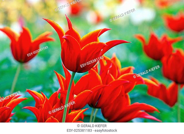 lily-tulip queen of sheba