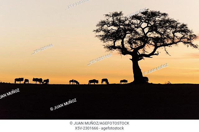 Silhouette of wildebeests and acacia on sky on sunset. Masai Mara NP