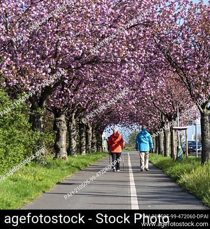 03 May 2021, Saxony-Anhalt, Magdeburg: Two pedestrians walk along a cherry blossom avenue. Every year in spring, Japanese ornamental cherries blossom in...