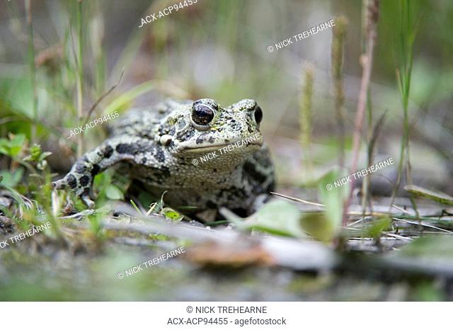 anaxyrus boreas, toad, western toad, British Columbia, Canada