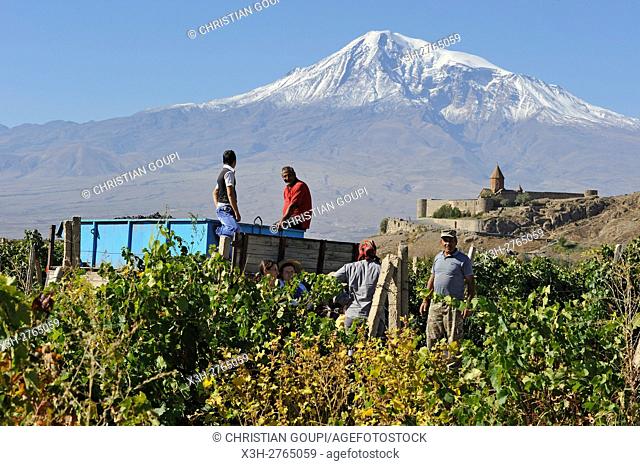 grape-pickers in the vineyards in front of Khor Virap Monastery, Ararat plain, Mount Ararat in the background, Artashat, Armenia, Eurasia