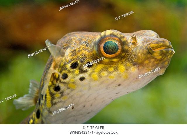 Humpback Puffer, Puffer fish, Figure-eight puffer, Striped puffer (Tetraodon steindachneri, Tetraodon biocellatus, Tetraodon palembangensis, Pao palembangensis)
