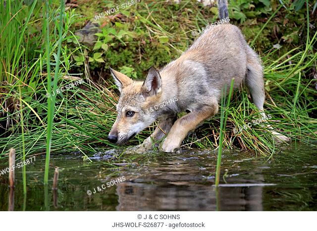 Gray Wolf, Canis lupus), young on meadow at water, Pine County, Minnesota, USA, North America