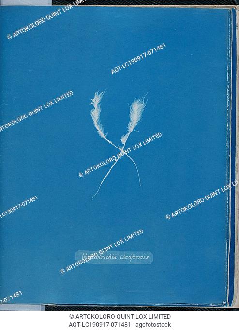 Anna Atkins, English, 1797-1871, Myriotrichia claviformis, 1843 or 1844, cyanotype, Page: 10 3/8 × 8 1/8 inches (26.4 × 20.6 cm)