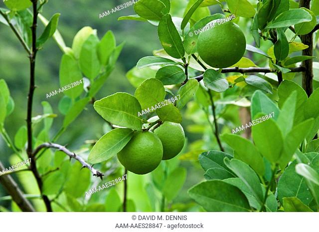 Key Limes, Citrus auranyifolia, Guana Island, British Virgin Islands
