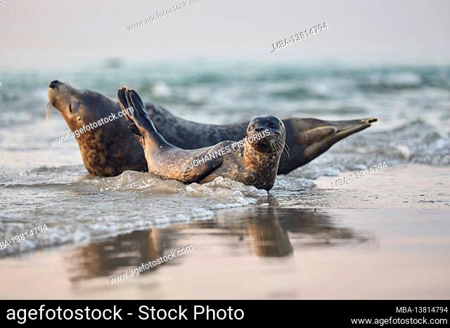 Europe, Denmark, North Jutland, Skagen. A young seal (Phoca vitulina) with its mother in Grenen