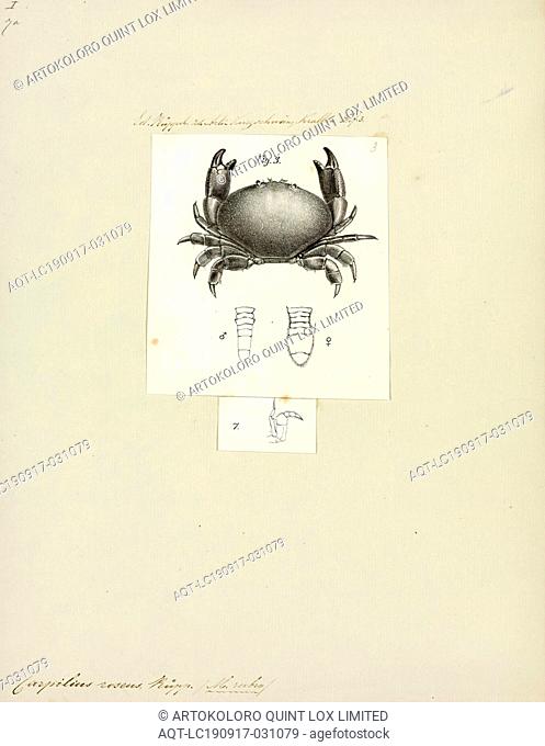 Carpilius roseus, Print, Carpilius is a genus of crabs in the family Carpiliidae