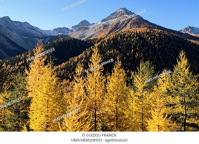 France, Hautes Alpes, the Brianconnais area in autumn, La Claree Valley, larch trees