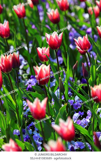 Flowering pink tulips (Tulipa sp.) with blue Pansies. Germany