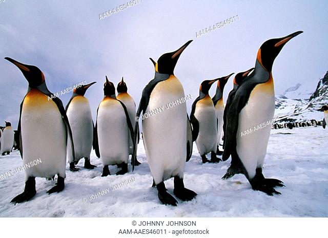 King Penguins in Snow (Aptenodytes patagonicus) S. Georgia Isl., Antactica