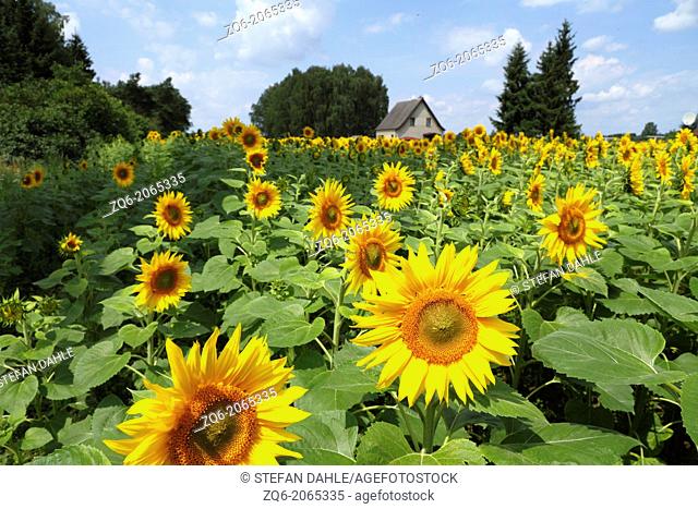 Sunflower Field in Brandenburg, Germany