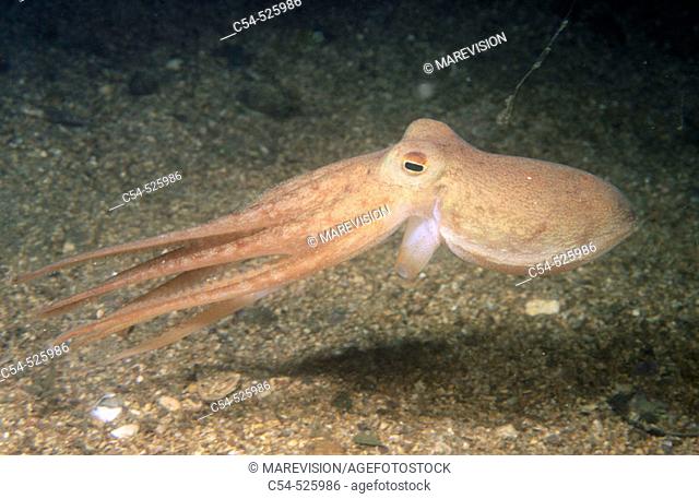 Horned Octopus (Eledone cirrhosa). Galicia, Spain