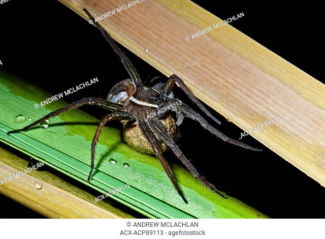 Six-spotted Fishing Spider (Dolomedes triton) with egg sac near Thornton, Ontario, Canada