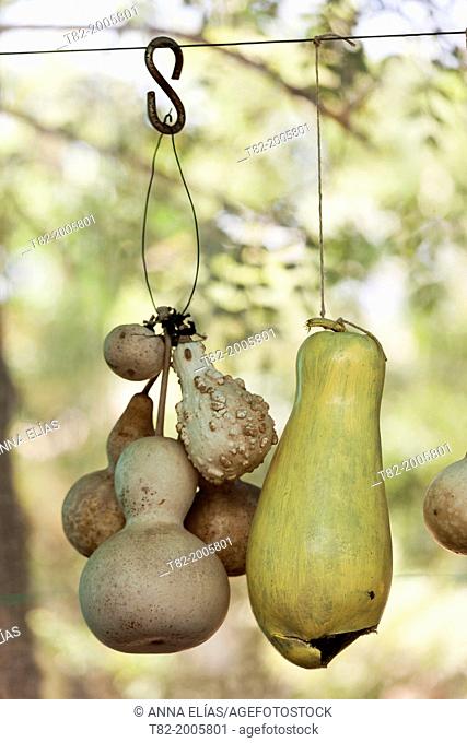 several hanging gourds for seed recovery, Jerez de la rontera, Cadiz, Andalucia, Spain, Europe