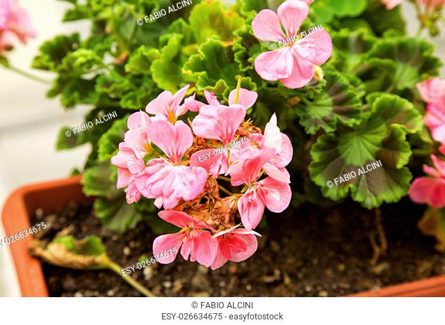 Pink geranium in a vase, horizontal image
