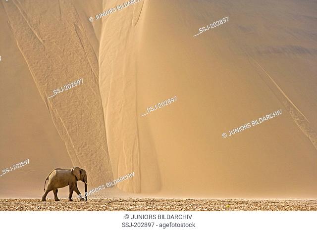 African Elephant, Desert Elephant (Loxodonta africana africana). Adult walking in front of a huge sand dune. Namib-Skeleton Coast National Park, Namibia
