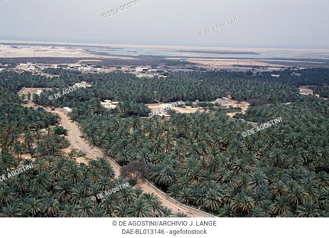 Palm grove, Wadi Sur, Ras al-Khaimah, United Arab Emirates