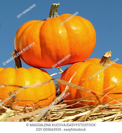 Close-up of pumpkins on straw