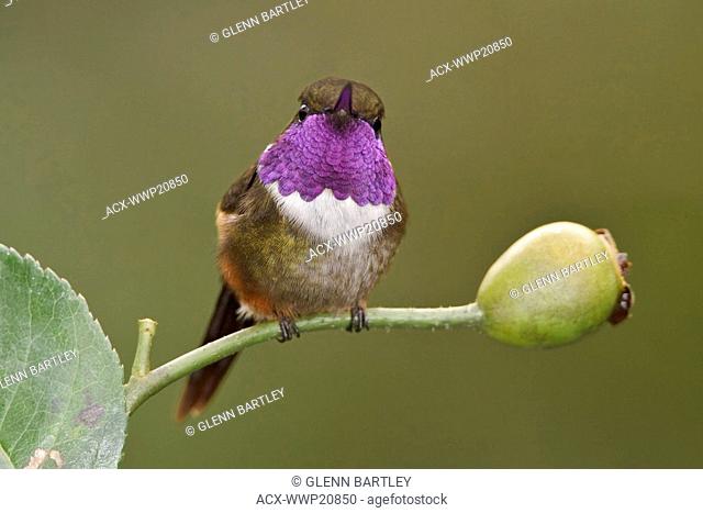 Purple-throated Woodstar hummingbird Calliphlox mitchellii perched on a branch in the Tandayapa Valley of Ecuador