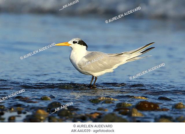 Adult Lesser Crested Tern (Thalasseus bengalensis) at Seeb beach in Oman, during late autumn. Standing with tail pointing upwards