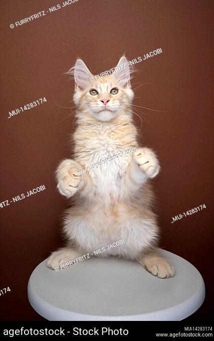 playful ginger Maine Coon kitten rearing up standing on hind legs looking cute on brown background