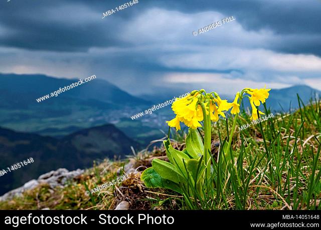 close-up of yellow blooming cowslips (primula auricula) against a dramatic cloud background. allgäu alps, bavaria, germany, europe