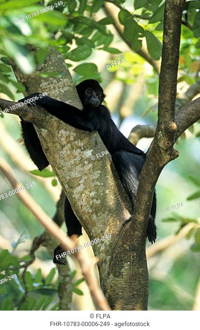 Black Spider Monkey Ateles paniscus Resting in tree - arms around trunk