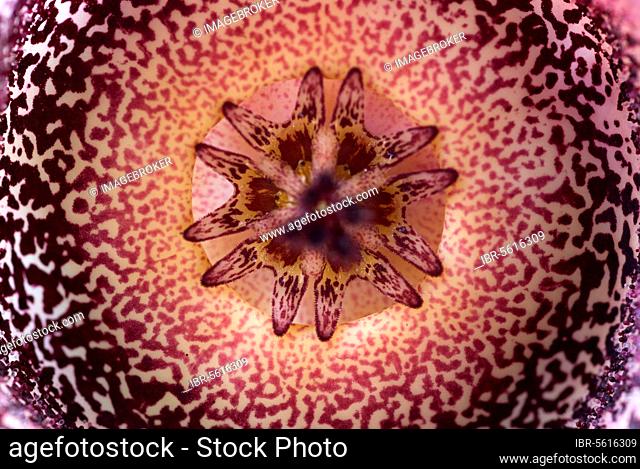 Carrion flower (Orbea hardyi) close-up of the inner part of the flower, South Africa, Africa