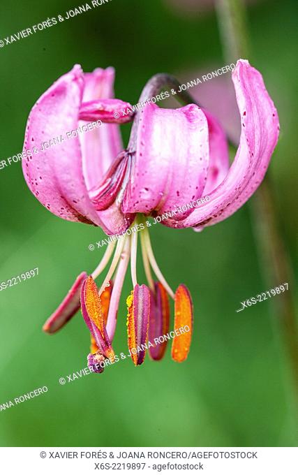 Turk's cap lily or Martagon - Lillium Martagon -, Naturel Parc de la Chartreuse, Savoie, Rhône-Alpes, France
