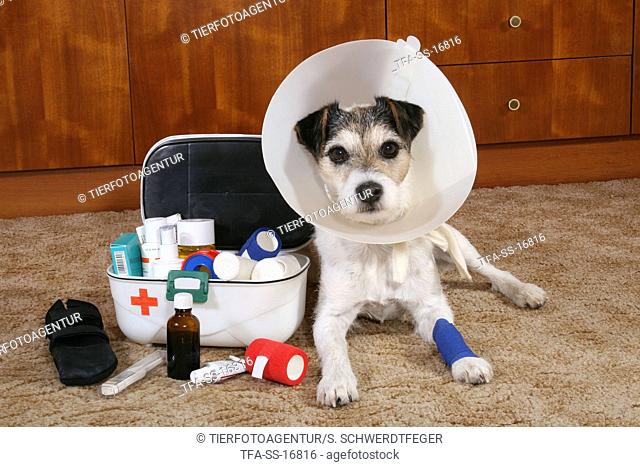 ill Parson Russell Terrier with first aid box