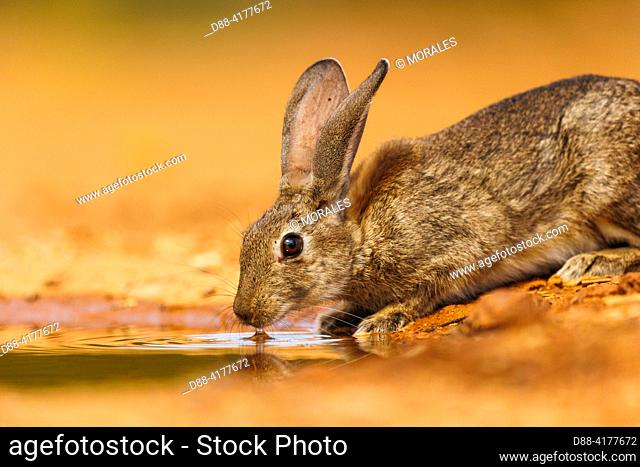 Europe, Spain, Province of Castilla-La Mancha, private property, European rabbit (Oryctolagus cuniculus) or coney (Oryctolagus cuniculus)