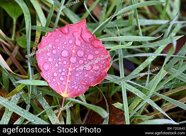 Aspen (Populus tremula), trembling poplar, autumn leaves with raindrops, North Rhine-Westphalia, Germany, Europe