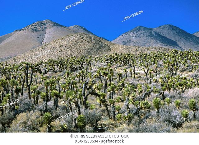 Joshua Trees Yucca Brevifolia in the Mojave desert, California, USA