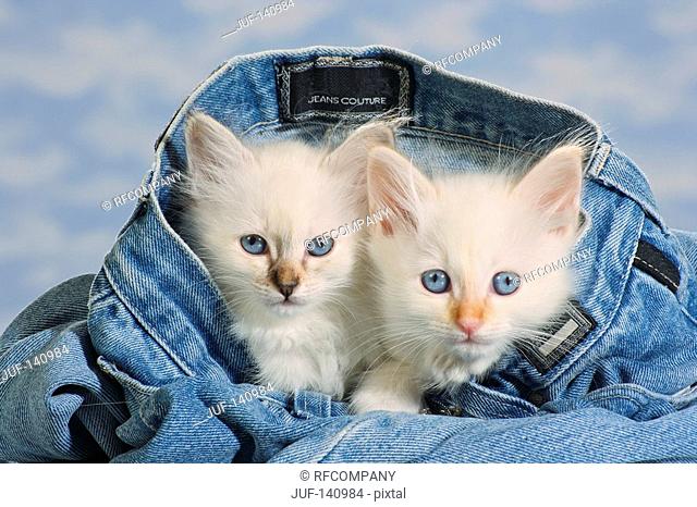 Sacred cat of Burma - two kittens in jeans