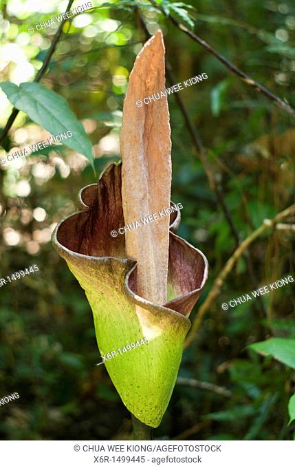 Titan Arum lily Amorphophallus titanum of Gunung Garding Sarawak, Malaysia