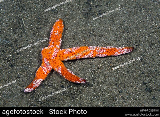 Four-armed Luzon Starfish, Lynckia sp., Komodo National Park, Indonesia