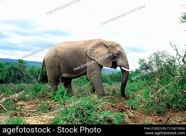 21 May 2001, South Africa, Port Elizabeth: An elephant in Addo National Park in South Africa, 70 kilometres northeast of Port Elizabeth in the Sundays River...