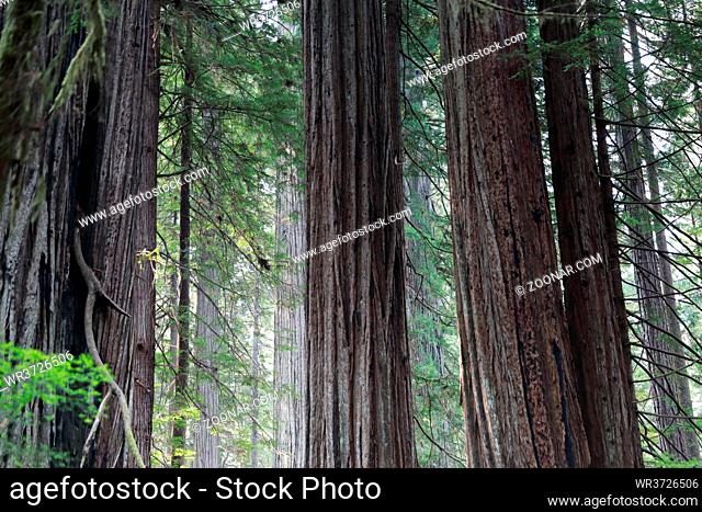 Redwoods National Park, California, USA