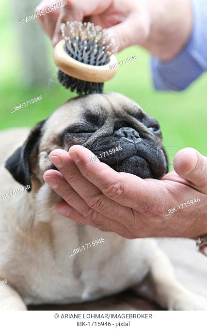 A pug is combed with a brush by its owner, outdoor