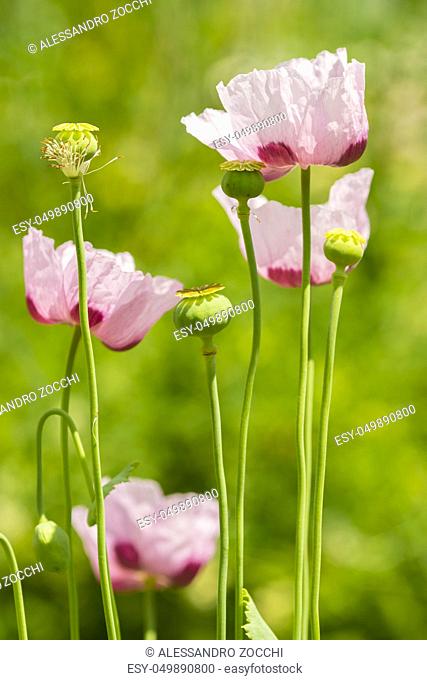 Papaver somniferum, commonly known as the opium poppy, breadseed, species of flowering plant in the family Papaveraceae